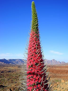 Teide Natternkopf